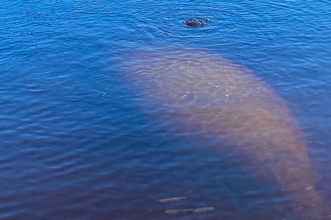 Dolphin and Manatee Kayak Tour of Daytona Beach - Who will enjoy this Daytona activity?