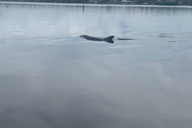 Dolphin and Manatee Tour of Marco Island by Kayak or SUP - A wildlife tour that starts with a paddle lesson