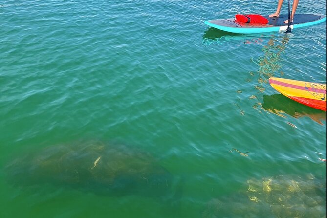 Dolphin and Manatee Tour of Marco Island by Kayak or SUP - What a dolphin encounter can look like