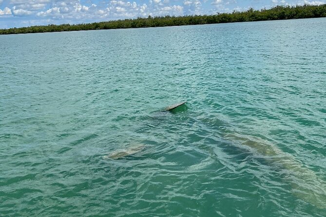 Dolphin and Manatee Tour of Marco Island by Kayak or SUP - Is the $65 price fair?
