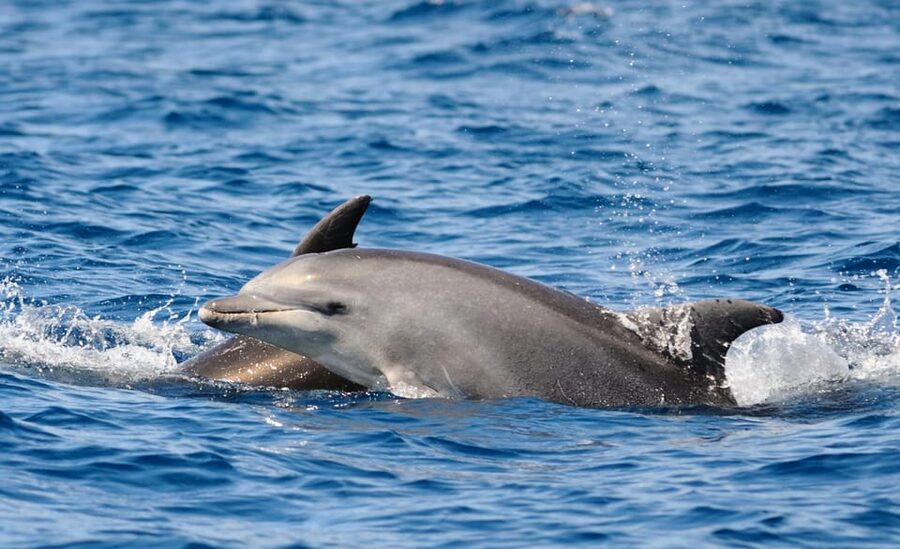 Dolphin Kayak Safari at Sunset at Golfo Aranci - Booking Value, Flexibility, and Potential Hassles