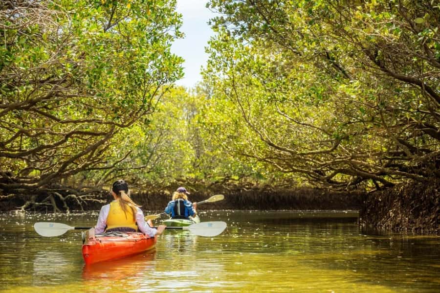 Dolphin Sanctuary and Ships Graveyard Kayak Tour - Key points at a glance