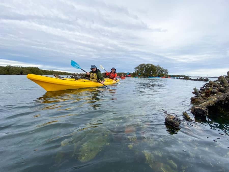 Dolphin Sanctuary and Ships Graveyard Kayak Tour - Who will enjoy this kayak tour