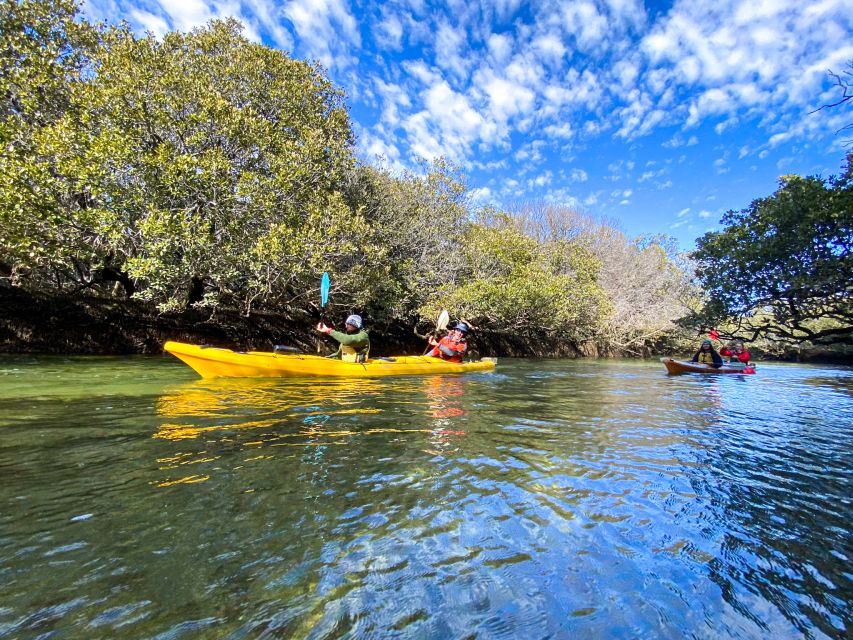 Dolphin Sanctuary and Ships Graveyard Kayak Tour - Paddling into the mangrove creeks