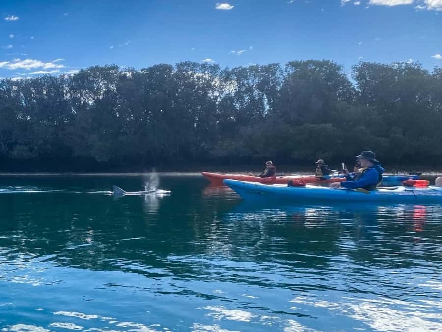 Dolphin Sanctuary and Ships Graveyard Kayak Tour - What three hours on the water really means