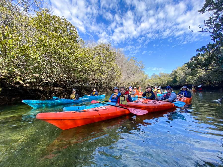 Dolphin Sanctuary and Ships Graveyard Kayak Tour - Transport is the weak point