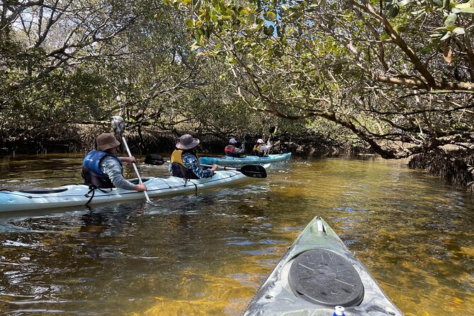 Dolphin Sanctuary Kayak Tour Adelaide - Key points to know before booking