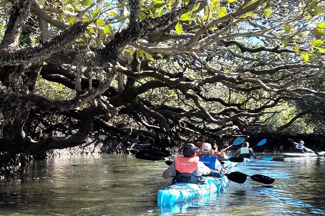 Dolphin Sanctuary Kayak Tour Adelaide - Shipwrecks and the route beyond the mangroves