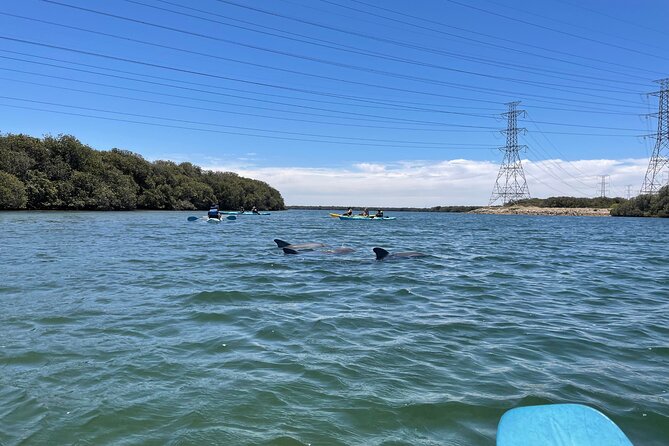 Dolphin Sanctuary Kayak Tour Adelaide - Guides who keep beginners moving