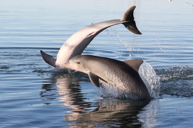 Dolphin Sanctuary Kayak Tour Adelaide - Price, group size, and what you receive