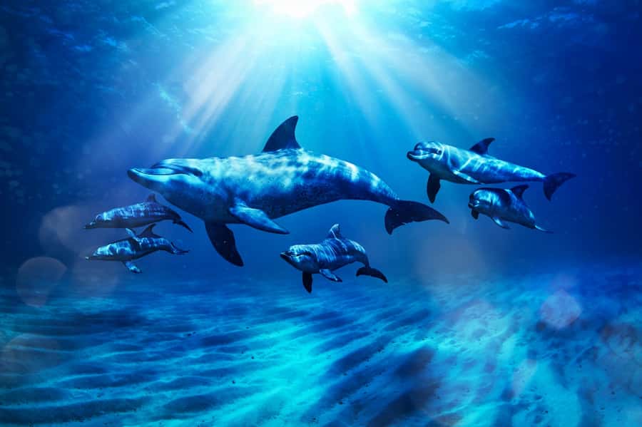 Dubai: Atlantis Dolphin Kayak Trip & Aquaventure Waterpark - What your meeting point means in practice