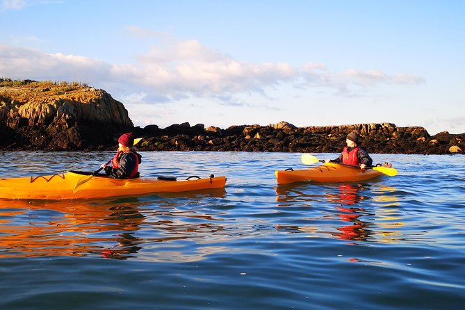Dublin Bay Seal Kayaking Safari at Dalkey - Watching the seals without disturbing them