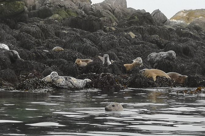 Dublin Bay Seal Kayaking Safari at Dalkey - What the $143.97 price buys you