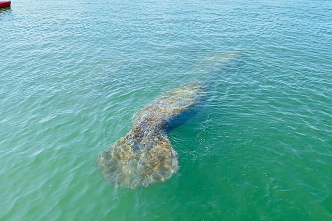 Easy Ride Pedal Kayak Tour Marco Island & Naples (Pedal or Paddle - Who will get the best value