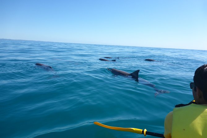 Epic Kayak With Dolphins & Wildlife - 4WD Beach Adventure Noosa - Why the beach drive is more than a transfer