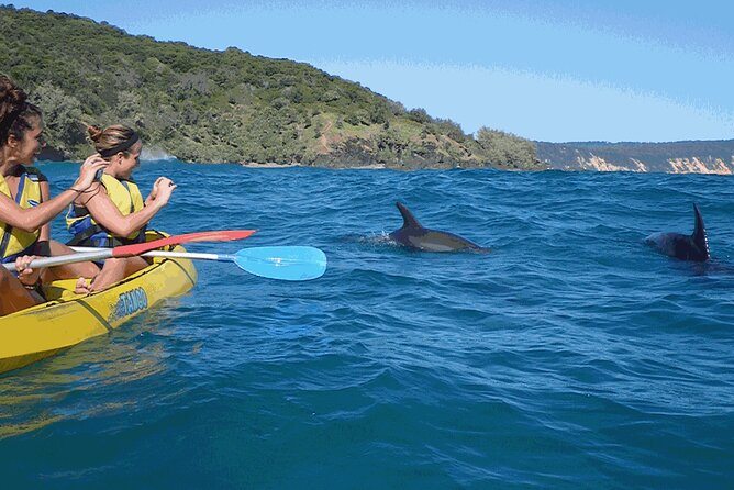 Epic Kayak With Dolphins & Wildlife - 4WD Beach Adventure Noosa - Who should book this Noosa adventure?