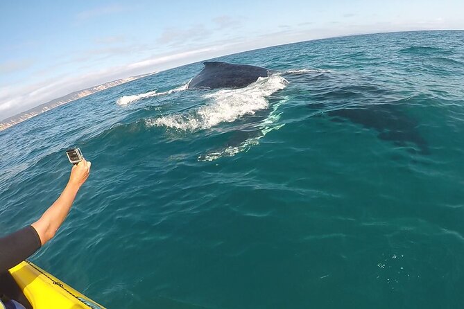 Epic Kayak With Dolphins & Wildlife - 4WD Beach Adventure Noosa - Kayaking around the Double Island Point Marine Park