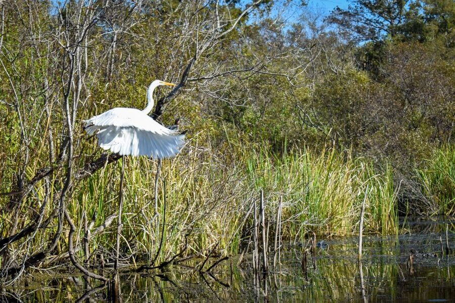 Everglades City: Guided Kayaking Tour of the Wetlands - Safety instruction before the first paddle