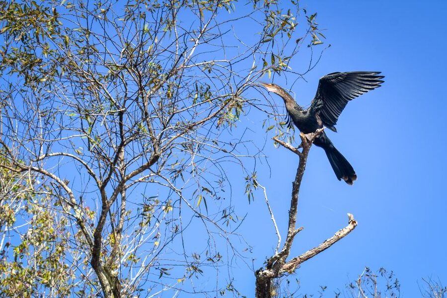 Everglades City: Guided Kayaking Tour of the Wetlands - What the guide adds to the Everglades