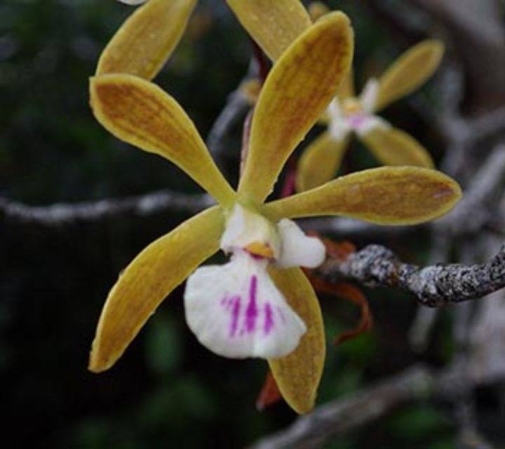 Everglades: Everglades Alligators and Orchids Kayak Eco Tour - Key points to know before you paddle