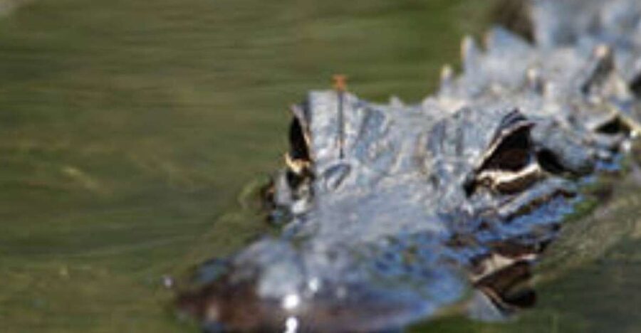 Everglades: Everglades Alligators and Orchids Kayak Eco Tour - The guides make the difference