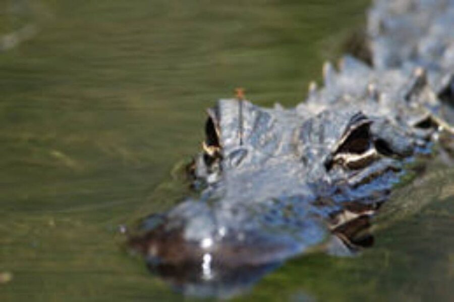 Everglades: Everglades Alligators and Orchids Kayak Eco Tour - What the three hours feel like