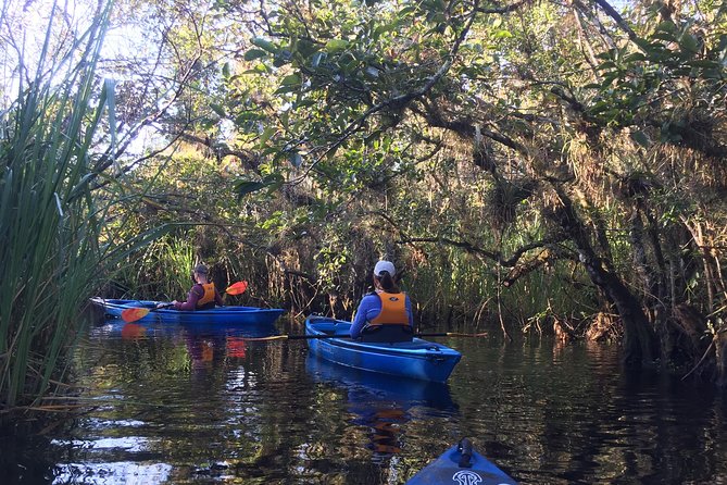 Everglades Kayak Safari Adventure Through Mangrove Tunnels - Wildlife: what you may and may not see