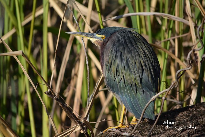 Everglades Kayak Safari Adventure Through Mangrove Tunnels - Who should book this kayak safari