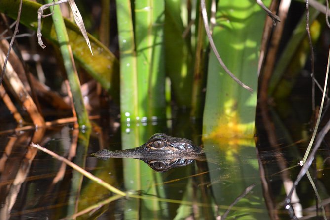 Everglades Kayak Safari Adventure Through Mangrove Tunnels - What happens before you launch
