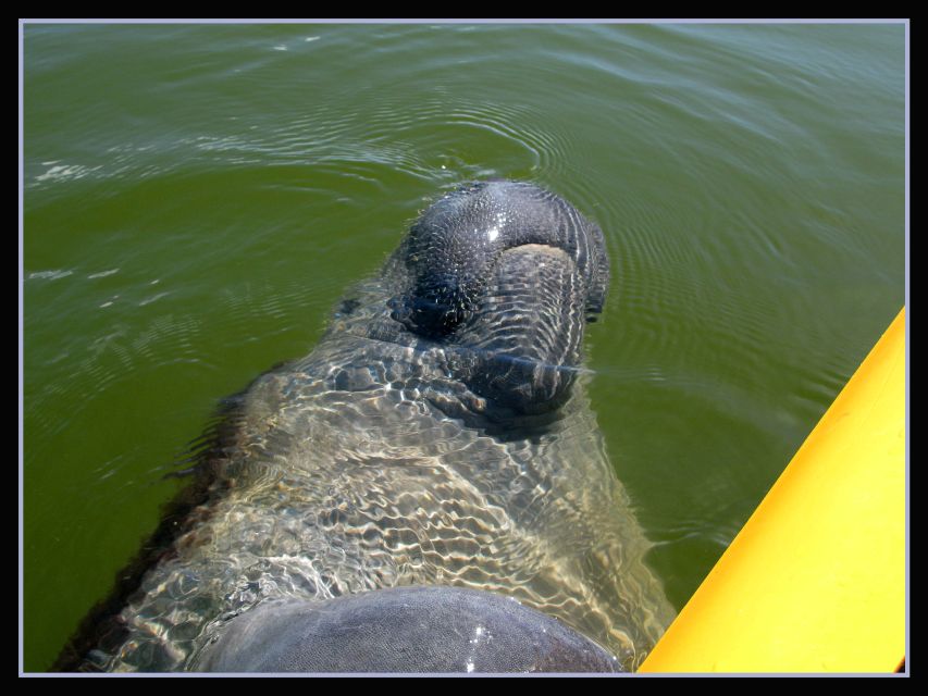 Everglades National Park 3-Hour Kayak Eco Tour - Why a kayak is the right way to see the 10,000 Islands