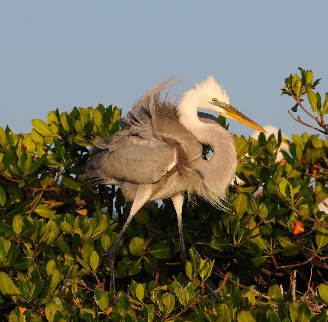 Everglades National Park 3-Hour Kayak Eco Tour - Meeting at Parkway Motel & Marina on Chokoloskee Island