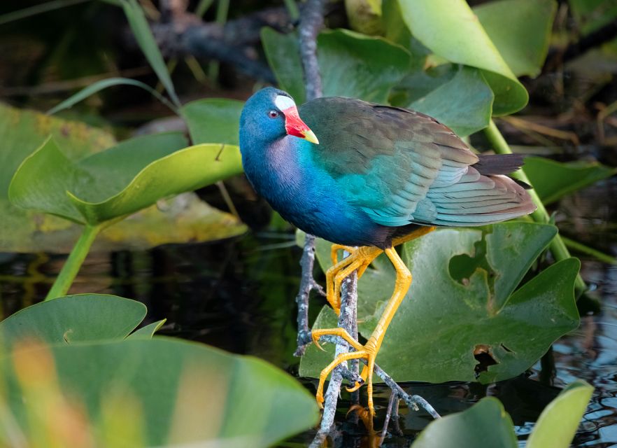 Everglades National Park: Mangrove Tunnel Kayak Eco-Tour - A three-hour route through creeks, ponds, and tunnels