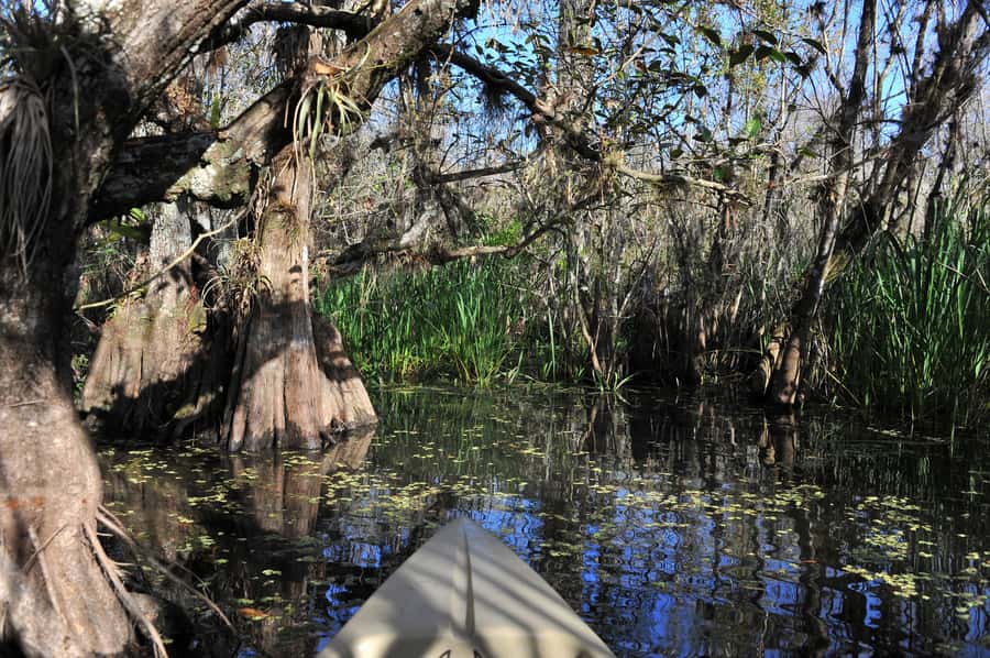 Everglades National Park: Mangrove Tunnel Kayak Eco-Tour - Heat, mosquitoes, and what to wear