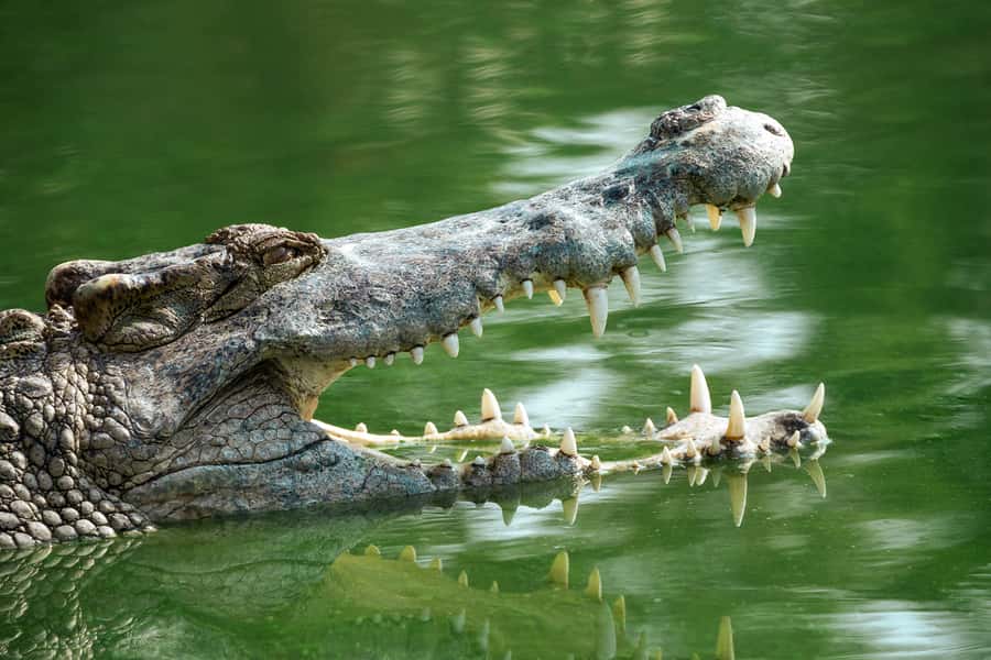 Everglades National Park: Mangrove Tunnel Kayak Eco-Tour - Is $109 a fair price?