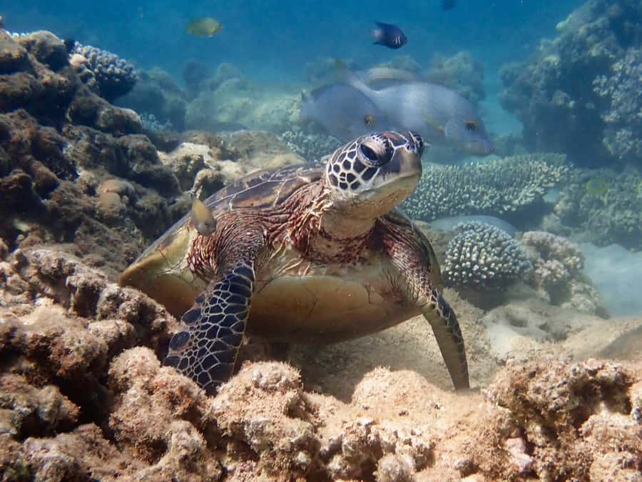 Exmouth: Half Day Turtle Kayak & Snorkel Tour - A gentle start in Exmouth Gulf