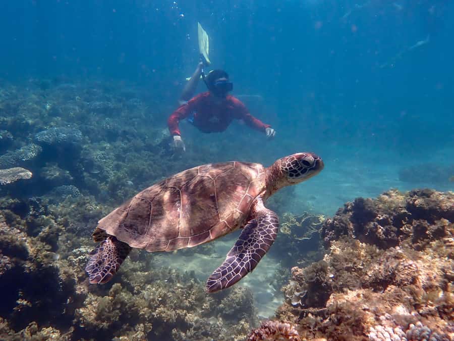 Exmouth: Half Day Turtle Kayak & Snorkel Tour - Is $106 a fair price?