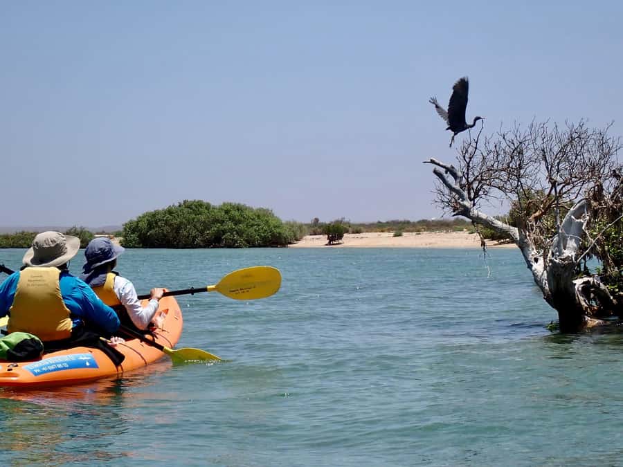 Exmouth: Half Day Turtle Kayak & Snorkel Tour - Who should book this tour?