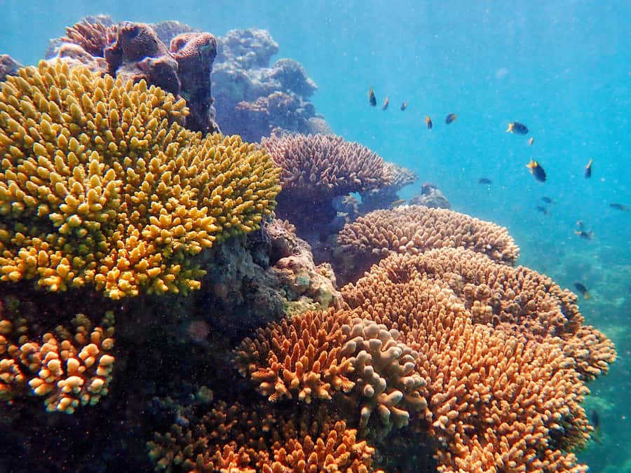 Exmouth: Lagoon Explorer - Full day kayak & Snorkel tour - A full day on Ningaloo’s quieter side