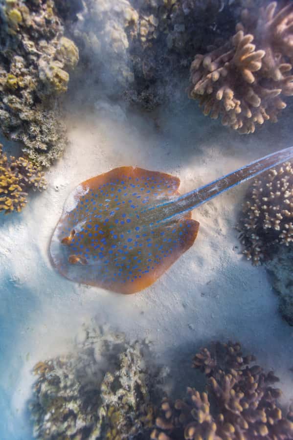 Exmouth: Lagoon Explorer - Full day kayak & Snorkel tour - Lunch, reef time, and the final paddle