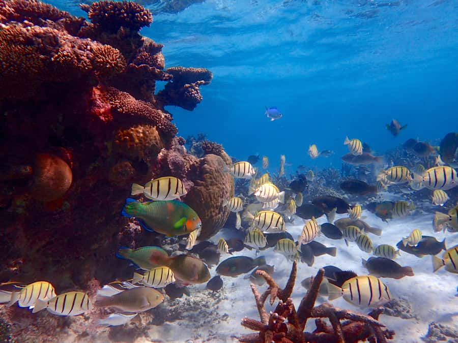 Exmouth: Lagoon Explorer - Full day kayak & Snorkel tour - Early pickup and the ride into Cape Range
