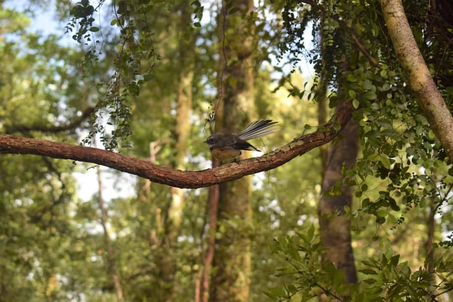 Franz Josef: Kayak & Walking Tour to Okarito Kiwi Sanctuary - Learning about rowi kiwi conservation