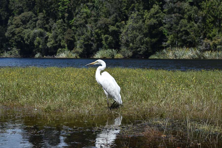 Franz Josef: Kayak & Walking Tour to Okarito Kiwi Sanctuary - Who should book this tour