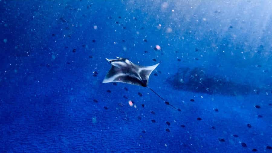 From Bali: Nusa Penida Snorkel 3 Spots w/ GoPro & Kayak tour - The 45-minute crossing to Nusa Penida