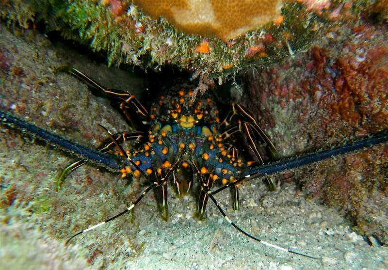From Cabo: Cabo Pulmo Marine Park Snorkeling and Kayaking - What the $230 price really covers