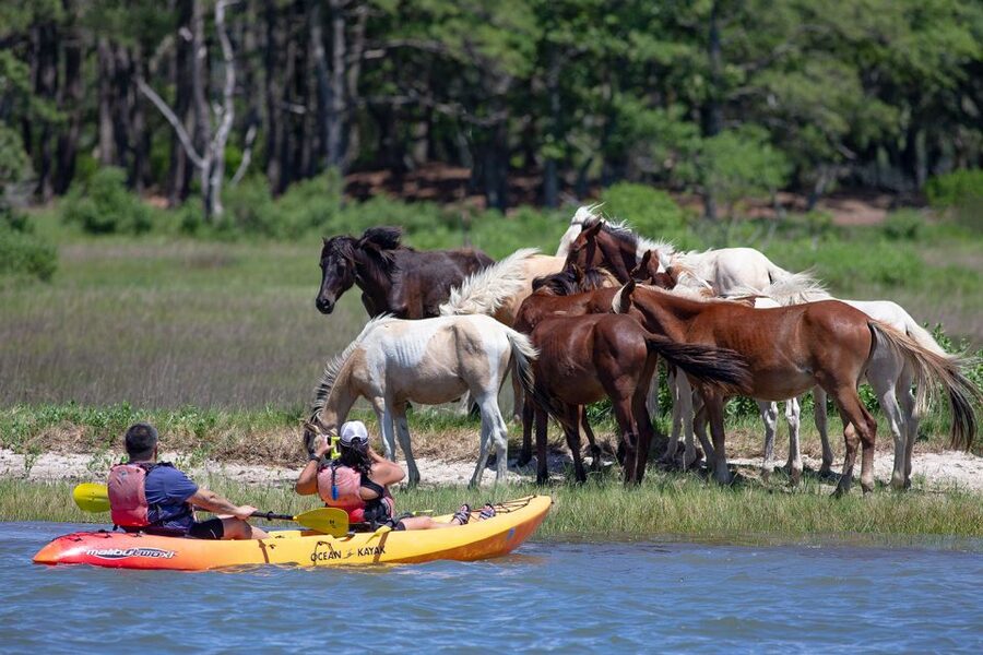 From Chincoteague: Guided Kayak Tour to Assateague Island - Should you book the Assateague kayak tour?