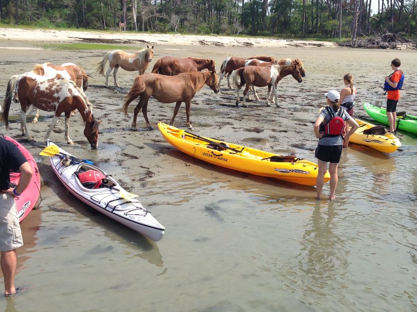 From Chincoteague: Guided Kayak Tour to Assateague Island - From Veteran’s Memorial Park to the Assateague marsh