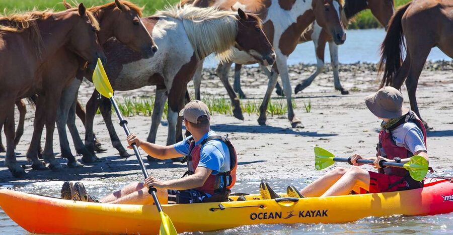 From Chincoteague: Guided Kayak Tour to Assateague Island - The guide can shape the whole outing