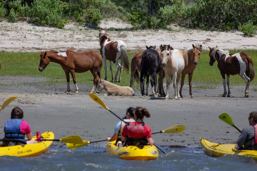 From Chincoteague: Guided Kayak Tour to Assateague Island - What to wear and how to prepare