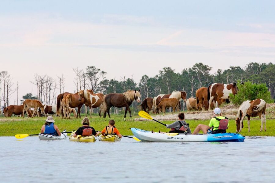 From Chincoteague: Guided Kayak Tour to Assateague Island - The best time and the wildlife gamble