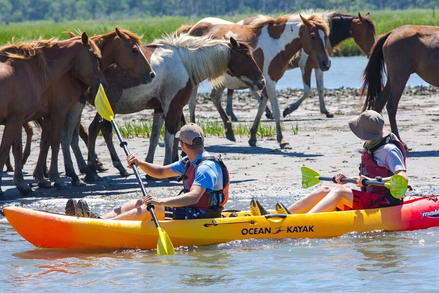 From Chincoteague: Guided Kayak Tour to Assateague Island - Who will enjoy this kayak tour most